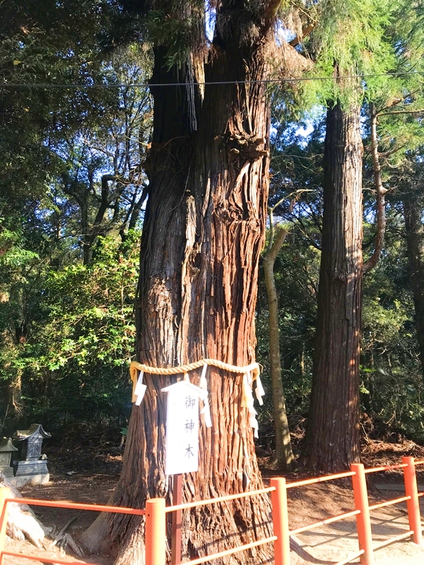 息栖神社の夫婦杉と推定樹齢1000年の威容