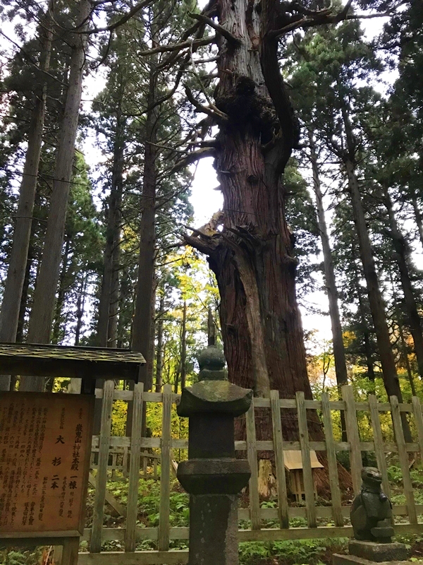 巌鬼山神社のご神木 - 樹齢1000年の大杉と天然記念物