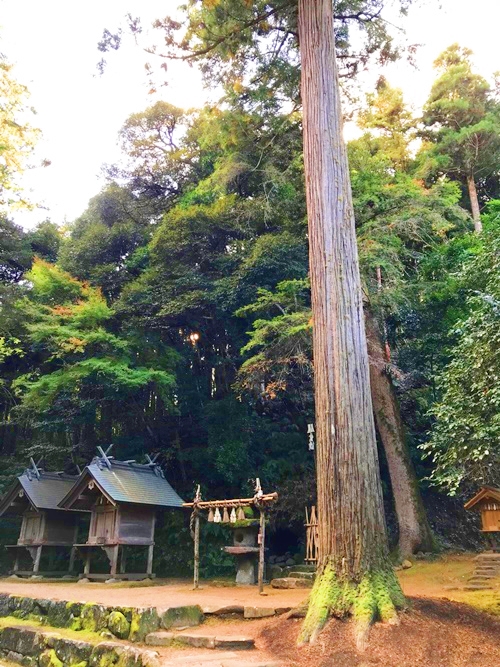 神魂神社 ご神木のエネルギーと神秘的な存在感