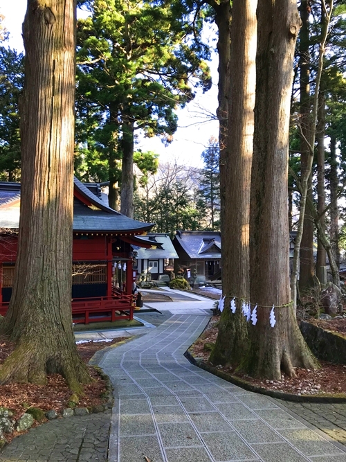 東口本宮冨士浅間神社の縁結びの木と御神木