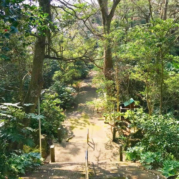 神崎神社の長い石階段と原生林の参道｜県天然記念物の神崎の森