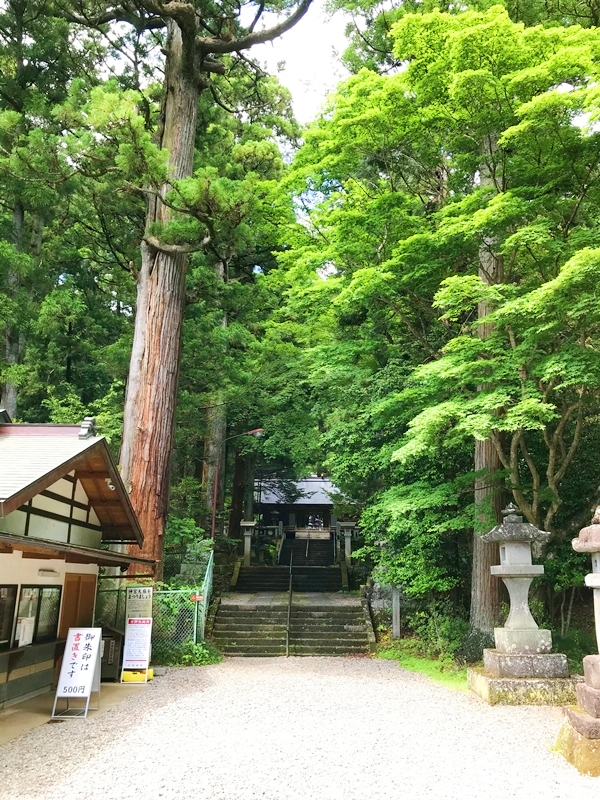 赤城神社の参道。両脇に歴史ある木々が立ち並ぶ静かな道