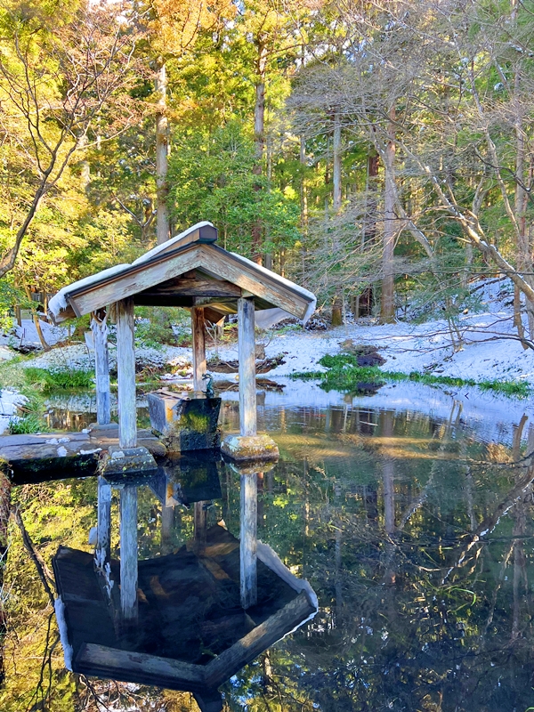 赤城神社の手水舎。池に鯉が泳ぐ風情ある清めの場