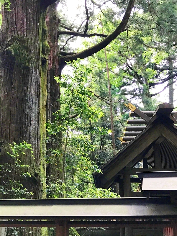 赤城神社の神木。樹齢1000年以上の杉の巨木