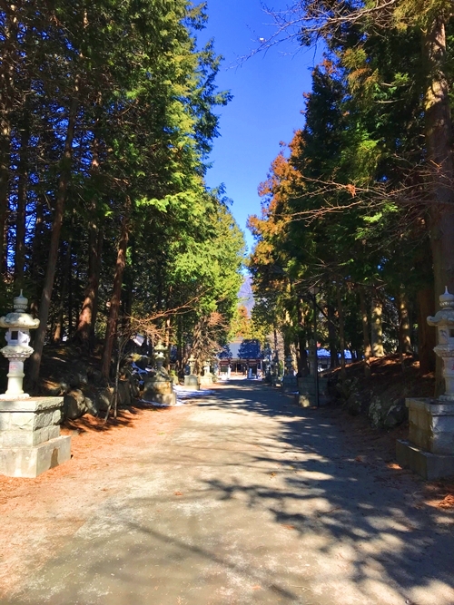 富士御室浅間神社の春、満開の桜がトンネルを形成する参道の美しい風景