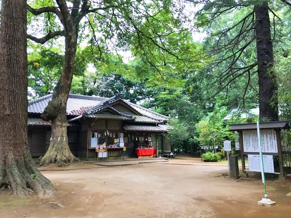 氷川女體神社 ご神木 こぶが熊の顔に見えると話題の神秘的な木