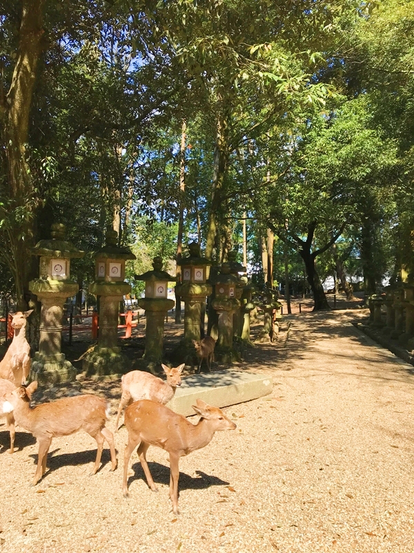 春日大社の石畳の参道で草を食む神の使いの鹿の姿