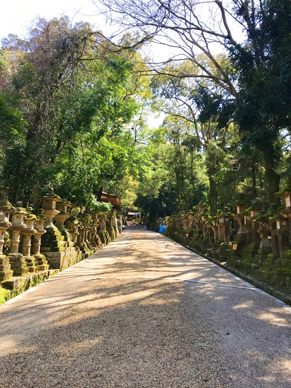 苔むした無数の石燈籠が並ぶ春日大社の神秘的な参道と緑のトンネル
