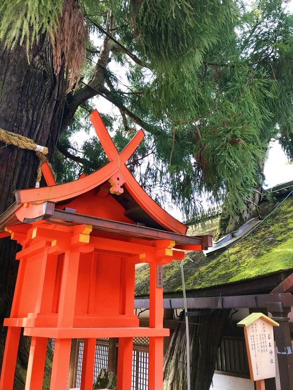 樹齢千年とも言われる春日大社の御神木・社頭の大杉と岩本神社