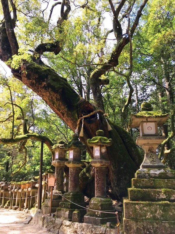 春日大社の御神木・若宮大楠（千歳楠）の力強く壮大な樹形