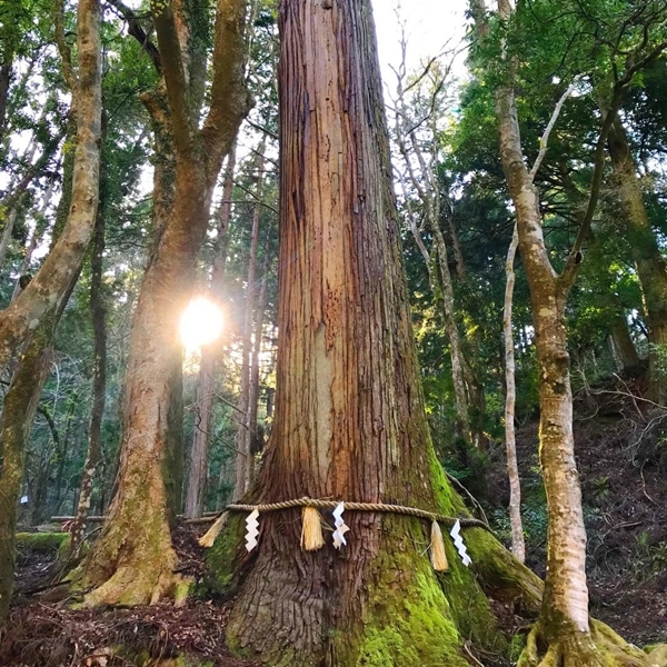 貴船神社 奥宮 相生の杉 樹齢1000年のご神木 夫婦円満長寿のパワースポット