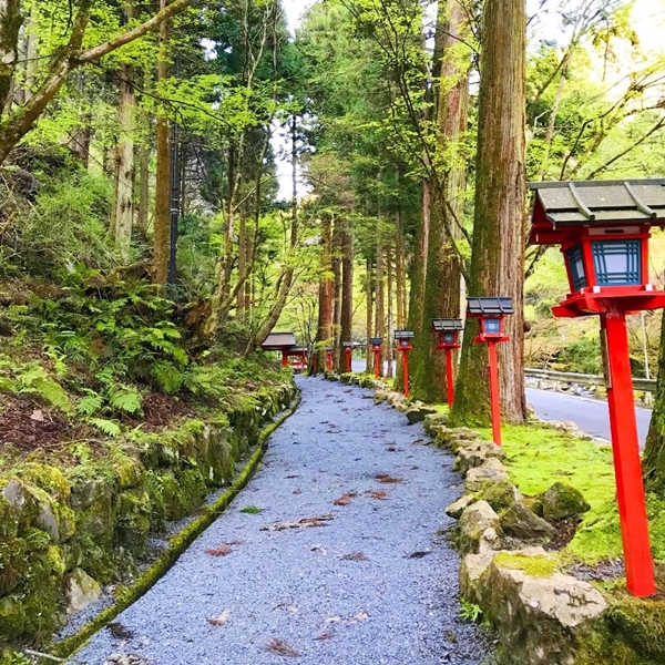 貴船神社 奥宮 参道 背の高い杉と灯篭が立ち並ぶ白い玉砂利の参道