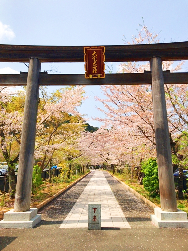 高麗神社の一ノ鳥居と桜並木。春には参道を彩る桜の名所として知られる