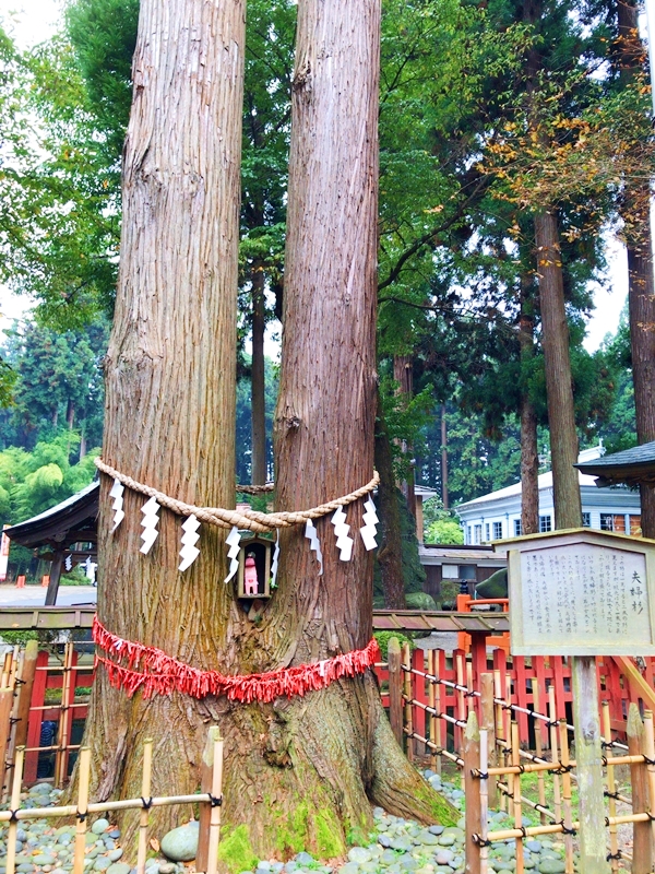 櫛引八幡宮の夫婦杉。根元で結ばれた二本の杉と参拝者が結んだ結び紐