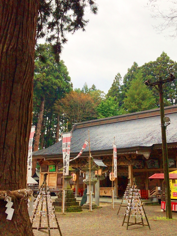 櫛引八幡宮の大銀杏。秋には黄色の絨毯を見せる境内の名所