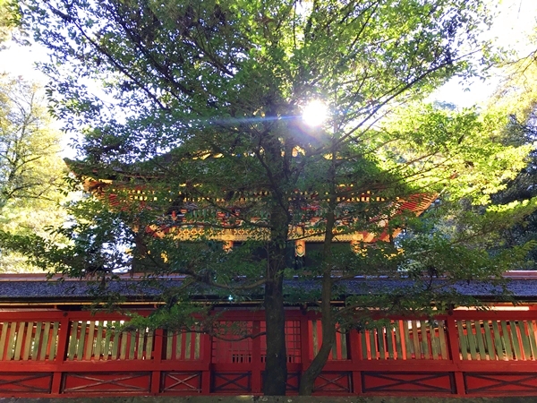 貫前神社 境内の景観 重要文化財に指定された社殿群が立ち並ぶ様子