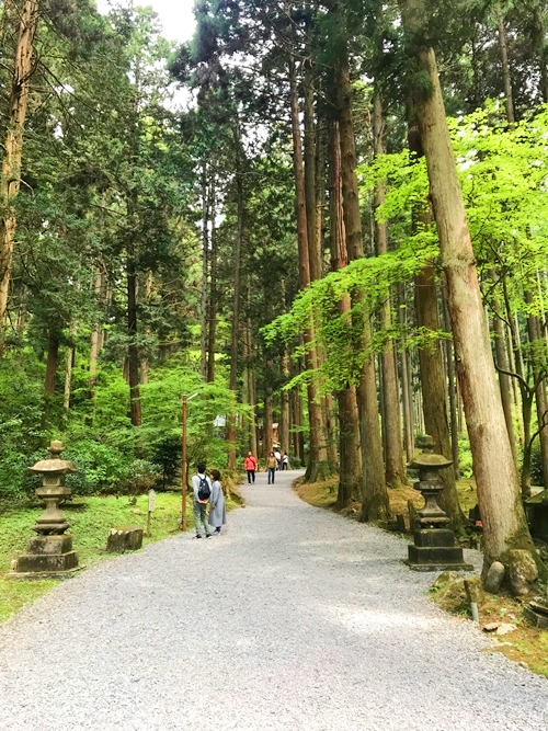 御岩神社の参道｜神秘的な森の道｜木漏れ日が差し込む聖なる道
