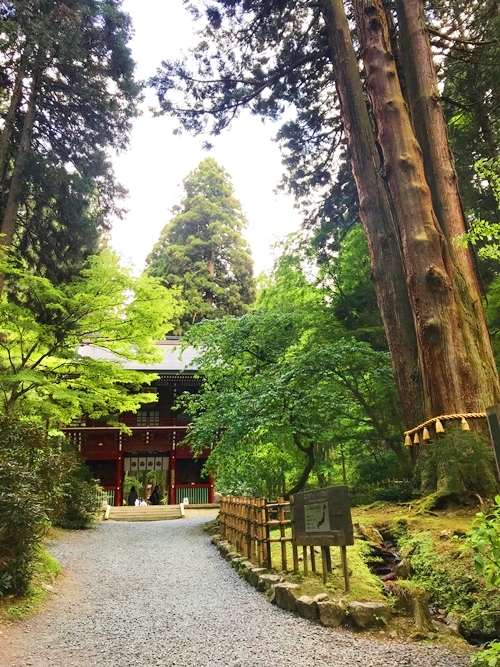 御岩神社のご神木三本杉｜樹齢600年の巨樹｜天狗伝説が残る聖木