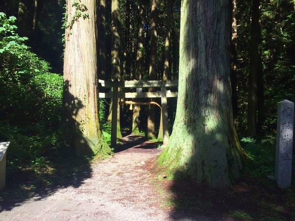 隠岐諸島・壇鏡神社の周囲を囲む深い杉林と神秘的な岩壁が続く参道