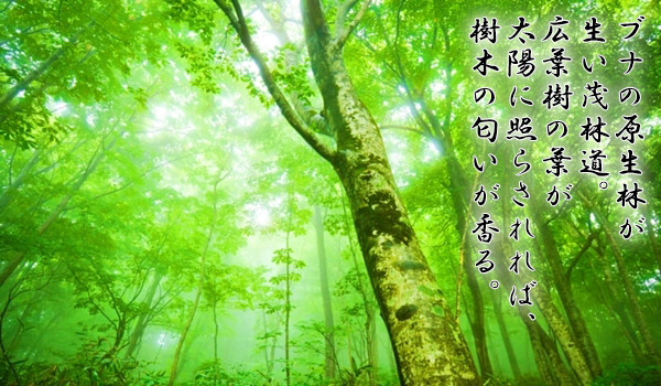 世界遺産・白神山地の広大な原生林と祈願祈祷の舞台となった森の風景