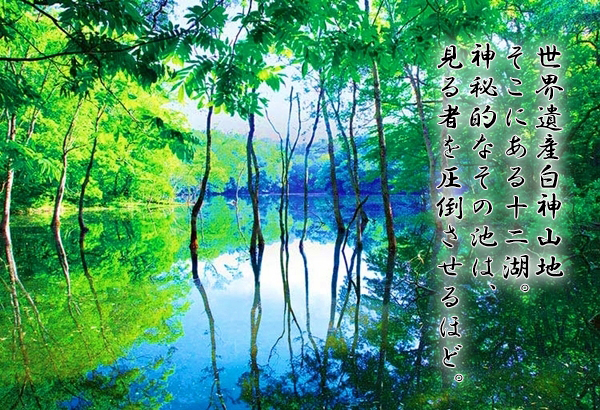 白神山地十二湖周辺に広がるブナ林と静寂に包まれた参拝道の様子