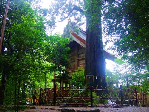 須佐神社の境内に立つ立派な御神木と静かな祈願の場の風景