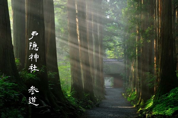 長野県・戸隠神社の山岳信仰を感じさせる杉木立に包まれた神秘的な参道