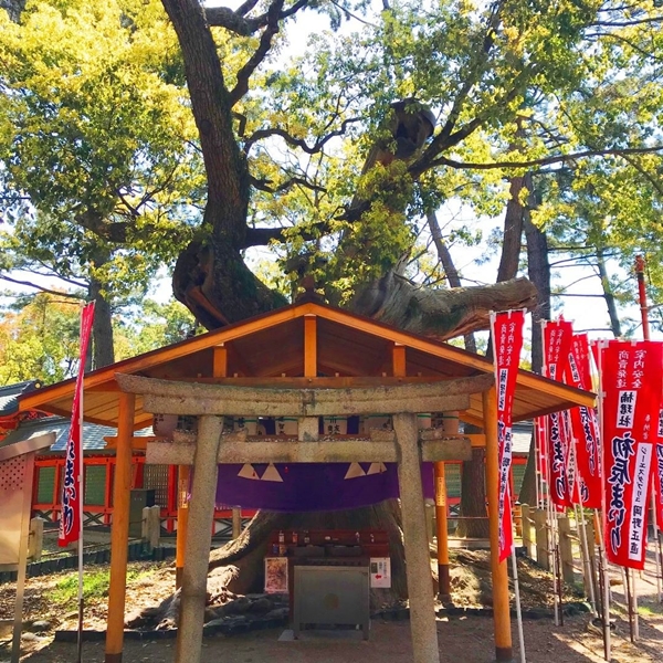住吉大社の末社「楠珺社（はったつさん）」と樹齢1000年の御神木「楠」の力強いパワースポット