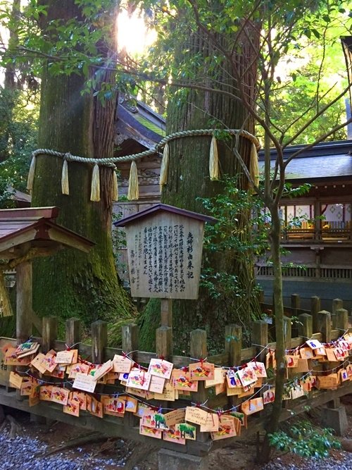 高千穂神社のご神木｜夫婦杉と秩父杉｜縁結びのパワースポット
