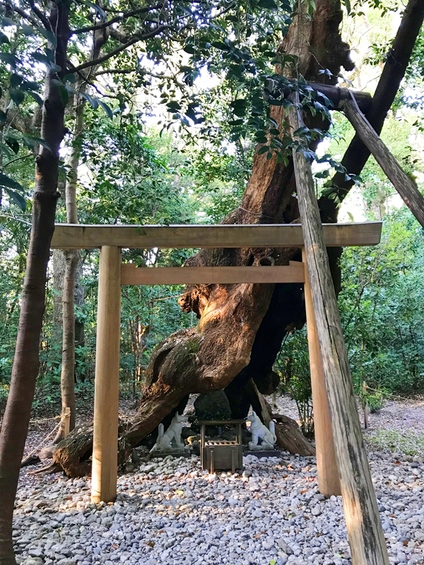 月夜見宮の楠木とお稲荷様 山田空襲の焼夷弾跡と伝承