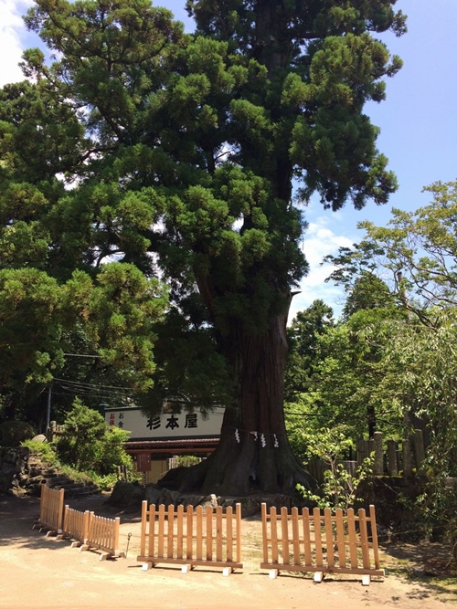 筑波山神社のご神木大杉｜樹齢数百年の巨木｜自然のパワースポット