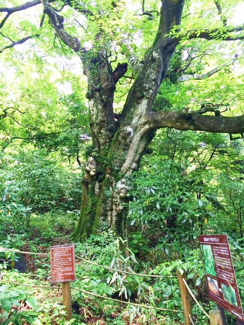 筑波山の紫峰杉｜神秘的な杉の木｜隠れたパワースポット