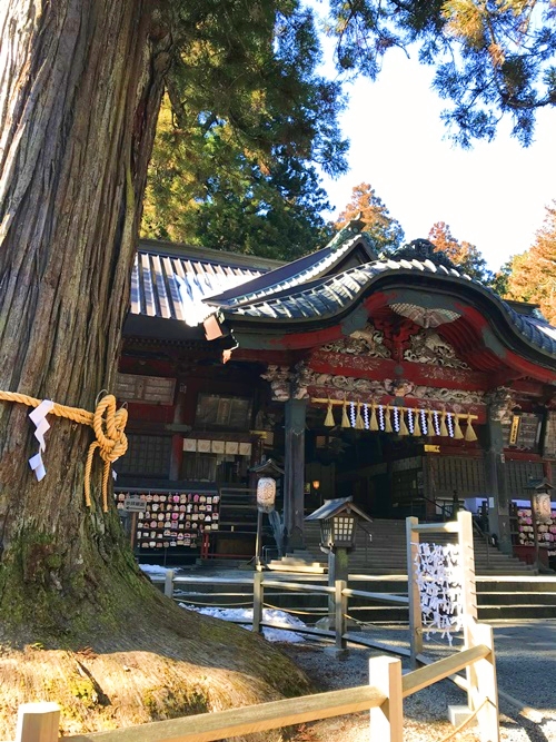 北口本宮冨士浅間神社の御神木である樹齢約1000年の巨大な冨士太郎杉