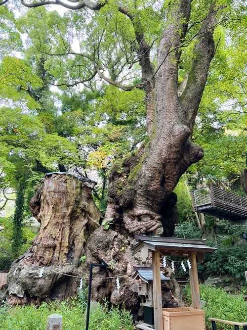 来宮神社の生命力あふれるご神木と恋愛成就の祈祷記録