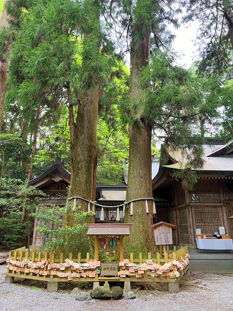 恋愛成就のご利益がある高千穂神社のご神木と祈願祈祷