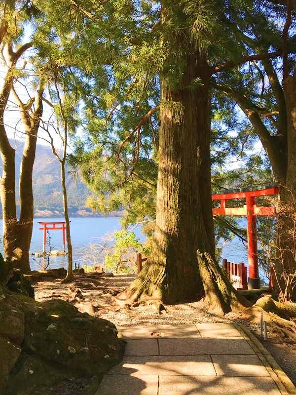 箱根九頭龍の森の中に鎮座する九頭龍神社本宮の鳥居と、周囲の静かな自然景観