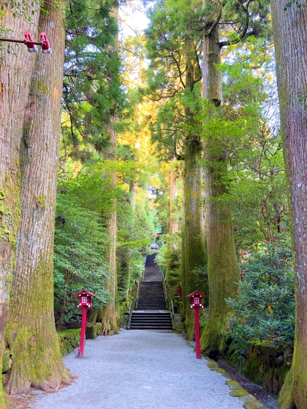 箱根神社の参道入口に立つ、樹齢1200年のご神木「矢立の杉」と参拝者