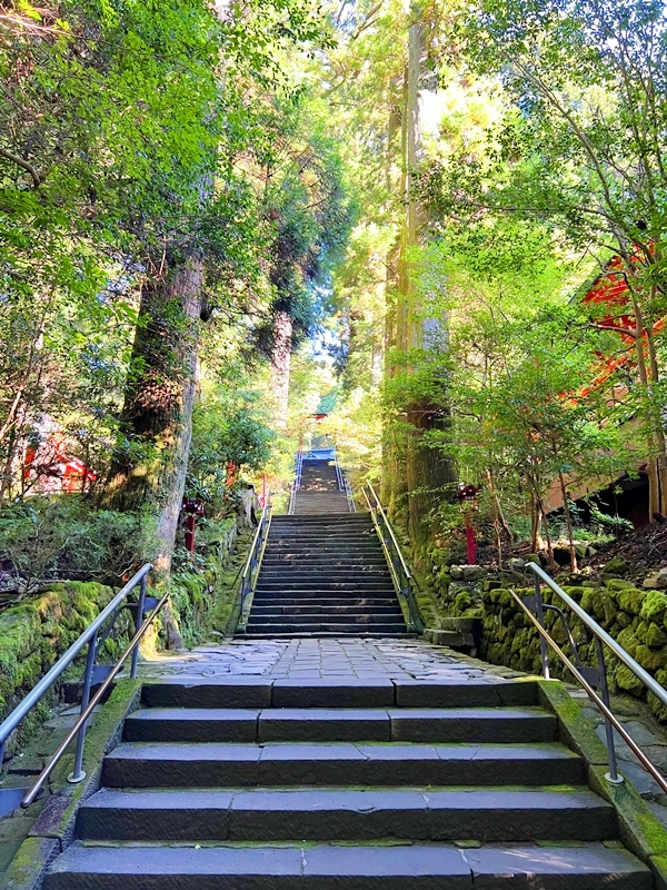 箱根神社の大鳥居と、その先に続く歴史ある杉並木の参道