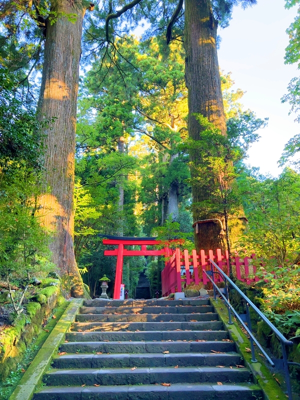 箱根神社の第四鳥居と、その先に続く厳かな雰囲気の杉並木の参道