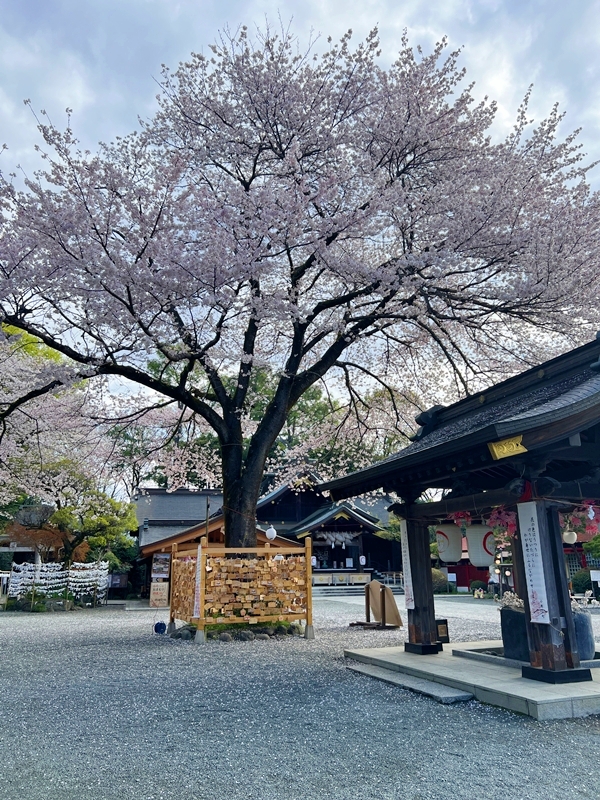 パワースポットで有名な出雲大社相模分祠の境内
