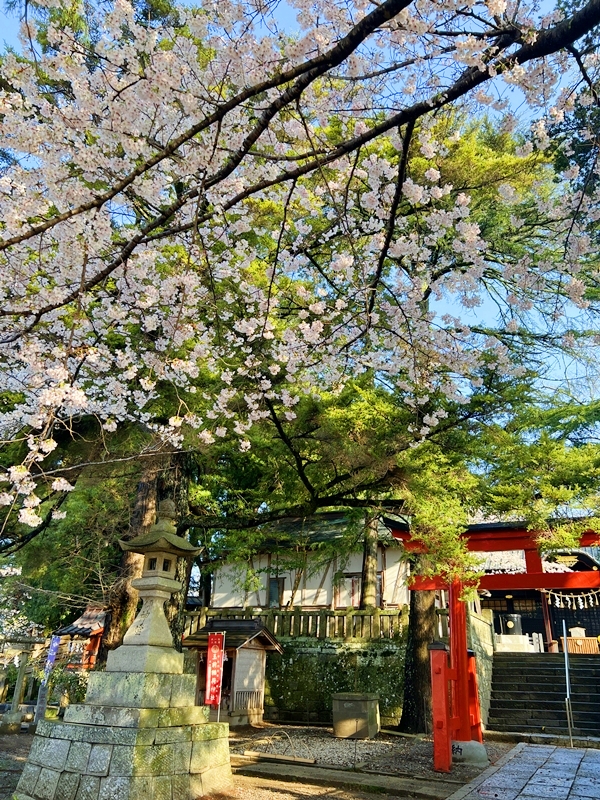 パワースポットで有名な玉前神社の境内