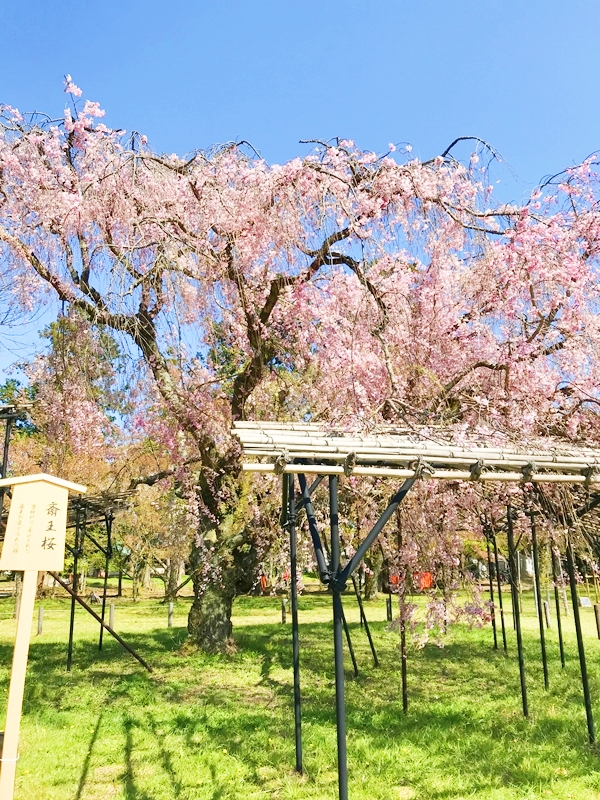 上賀茂神社 斎王桜 枝垂れ桜の名所 孝明天皇奉納の御所桜