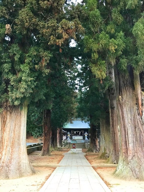 表参道の中程に鎮座する波多志神社と周囲の杉木立