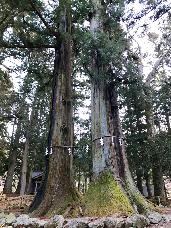 樹齢1200年のご神木 七本杉のうち縁結びで知られる父母の杉