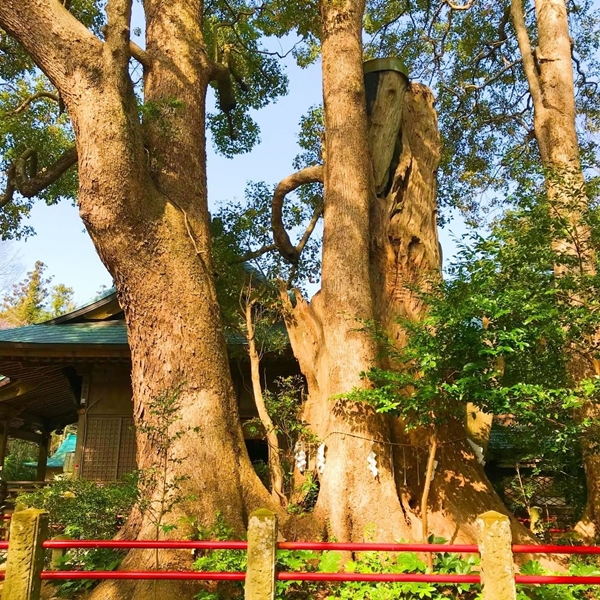 パワースポットで有名な神崎神社のご神木