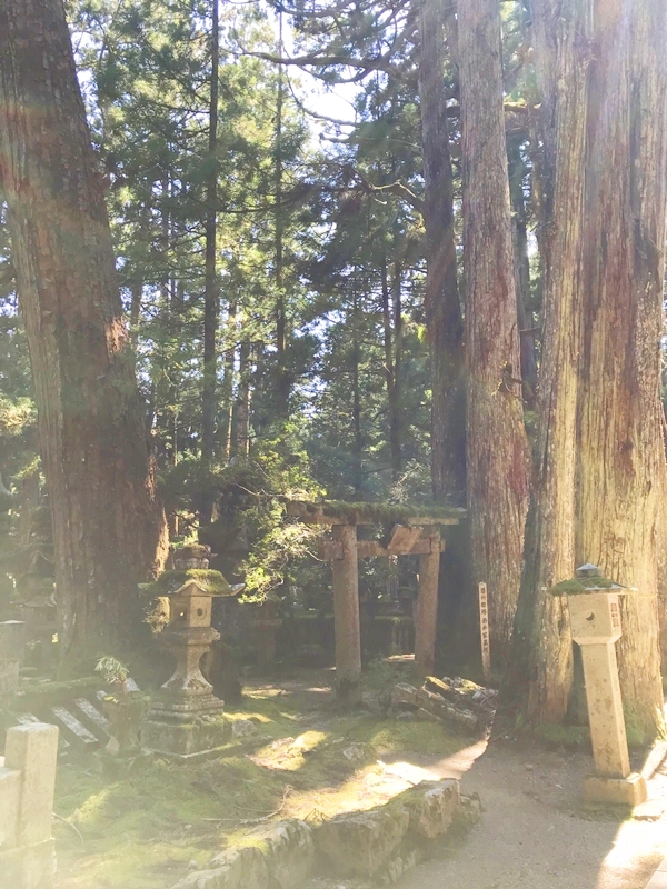 奥之院参道の圧倒的な杉並木と無数の墓石群が続く神秘的な光景