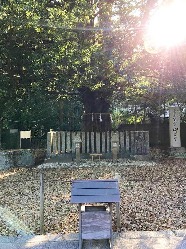 国指定天然記念物 樹齢1000年の大梛