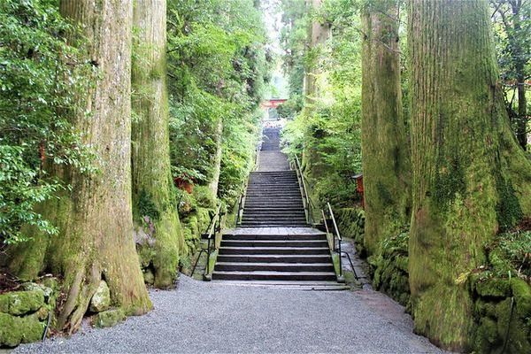 箱根神社の本殿へと続く杉木立の石段参道