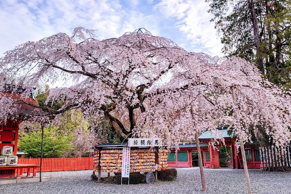 本物の縁結び祈願に訪れる参拝客で賑わう富士山本宮浅間大社の境内