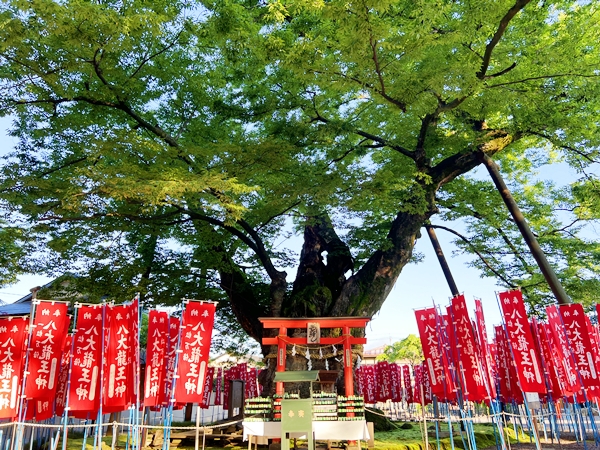 八大龍王神が宿るとされる今宮神社の巨大な御神木・龍神木